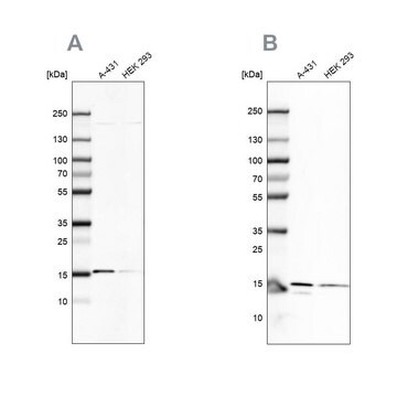 Anti-COX20 antibody produced in rabbit Prestige Antibodies&#174; Powered by Atlas Antibodies, affinity isolated antibody, buffered aqueous glycerol solution