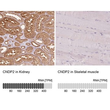 Anti-CNDP2 antibody produced in rabbit Prestige Antibodies&#174; Powered by Atlas Antibodies, affinity isolated antibody, buffered aqueous glycerol solution