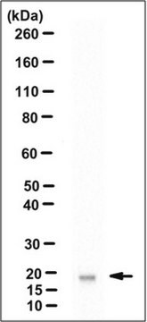 Anti-CLEC2A Antibody, clone 8D2.1 clone 8D2.1, from mouse