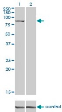 Monoclonal Anti-DLG3 antibody produced in mouse clone 2B6, purified immunoglobulin, buffered aqueous solution