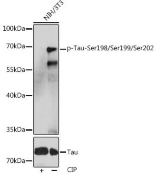 Anti-Phospho-Tau-Ser198/Ser199/Ser202 antibody produced in rabbit