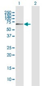 Anti-C14ORF78 antibody produced in mouse purified immunoglobulin, buffered aqueous solution