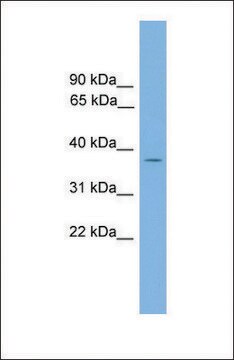 Anti-GALM antibody produced in rabbit affinity isolated antibody