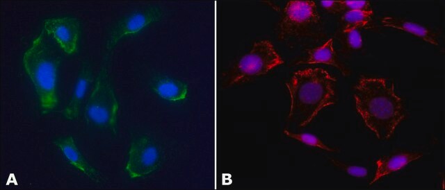 Anti-Caveolin-1 antibody produced in rabbit IgG fraction of antiserum, buffered aqueous solution