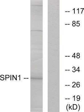 Anti-SPIN1 antibody produced in rabbit affinity isolated antibody