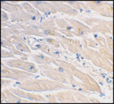 Anti-MYD88 (ab1) antibody produced in rabbit affinity isolated antibody, buffered aqueous solution