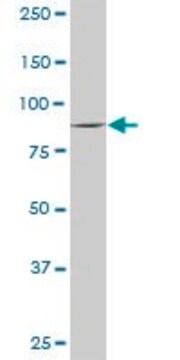 Anti-VIL1 antibody produced in rabbit purified immunoglobulin, buffered aqueous solution