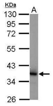 Monoclonal Anti-COPS5 antibody produced in mouse