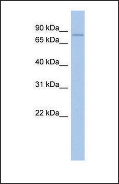 Anti-MPEG1 antibody produced in rabbit affinity isolated antibody