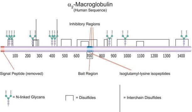 &#945;2-Macroglobulin, Human Plasma A multifunctional, secreted glycoprotein that acts as a broad range irreversible protease inhibitor that forms a "trap" around most proteases.