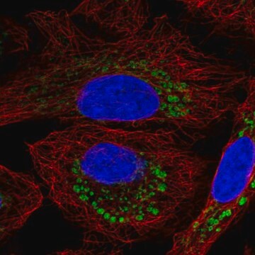 Anti-DPY19L2 antibody produced in rabbit Prestige Antibodies&#174; Powered by Atlas Antibodies, affinity isolated antibody