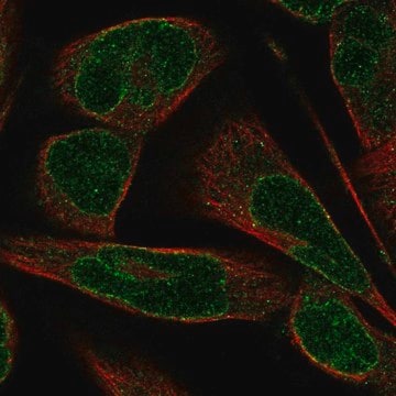 Anti-SYNE3 antibody produced in rabbit Prestige Antibodies&#174; Powered by Atlas Antibodies, affinity isolated antibody