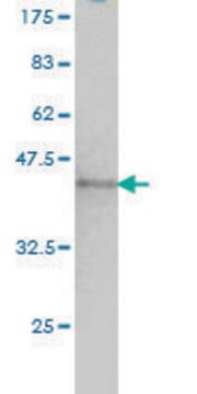 Monoclonal Anti-NUMA1 antibody produced in mouse clone 1C5, purified immunoglobulin, buffered aqueous solution