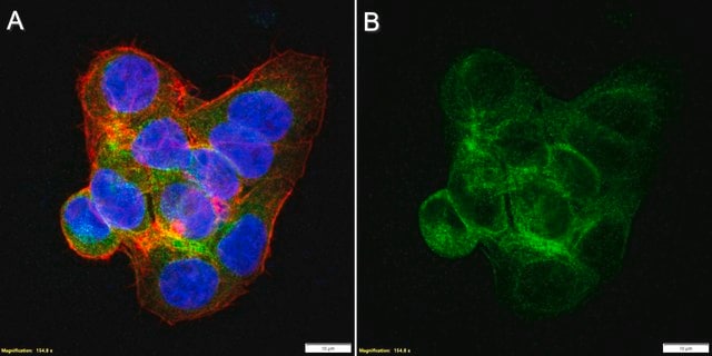 Anti-TRF4-2/PAPD5 Antibody, clone 3D8 ZooMAb&#174; Rabbit Monoclonal recombinant, expressed in HEK 293 cells