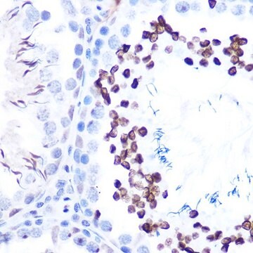 Anti-Phospho-STAT1-S727 antibody produced in rabbit