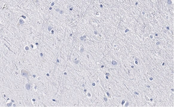 Anti-BLBP/FABP7 Antibody, clone 7I23, ZooMAb&#174; Rabbit Monoclonal recombinant, expressed in HEK 293 cells