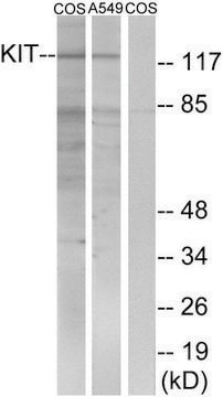 Anti-C-KIT antibody produced in rabbit affinity isolated antibody