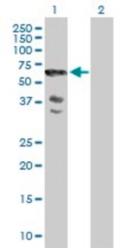 Anti-SCHIP1 antibody produced in mouse purified immunoglobulin, buffered aqueous solution