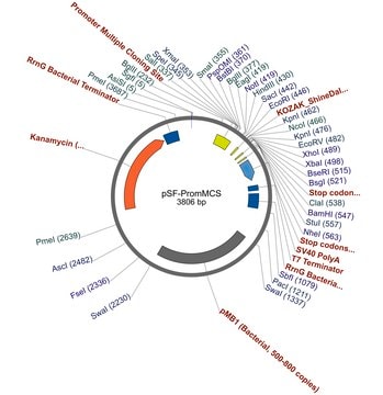 PSF-PROMMCS - NO-PROMOTER MCS PLASMID plasmid vector for molecular cloning