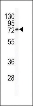 ANTI-BCL-6(C-TERMINAL) antibody produced in rabbit affinity isolated antibody, buffered aqueous solution