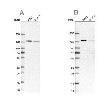 Anti-PRPF40A antibody produced in rabbit Prestige Antibodies&#174; Powered by Atlas Antibodies, affinity isolated antibody, buffered aqueous glycerol solution