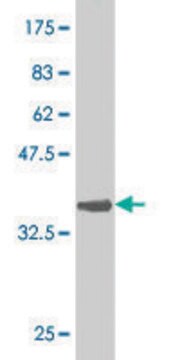 Monoclonal Anti-GNL3 antibody produced in mouse clone 3A3, purified immunoglobulin, buffered aqueous solution