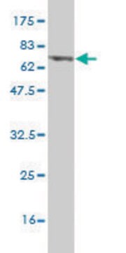 Monoclonal Anti-PHKG2 antibody produced in mouse clone 2F4, purified immunoglobulin, buffered aqueous solution