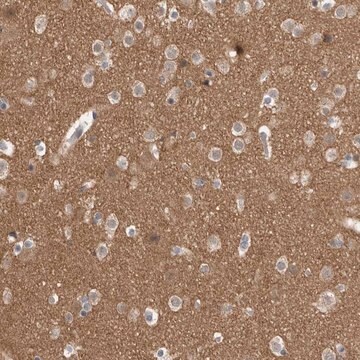 Anti-ADGRL3 antibody produced in rabbit Prestige Antibodies&#174; Powered by Atlas Antibodies, affinity isolated antibody, buffered aqueous glycerol solution