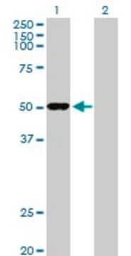 Anti-ODC1 antibody produced in rabbit purified immunoglobulin, buffered aqueous solution