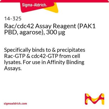 Reactivo de ensayo Rac/cdc42 (PAK1 PBD, agarosa), 300 &#181;g Specifically binds to &amp; precipitates Rac-GTP &amp; cdc42-GTP from cell lysates. For use in Affinity Binding Assays.