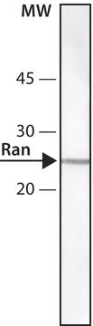 Anti-Ran antibody,Mouse monoclonal clone ARAN1, purified from hybridoma cell culture