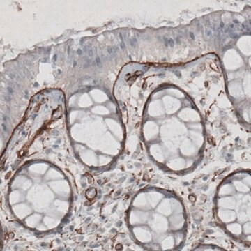 Monoclonal Anti-LAMC1 antibody produced in mouse Prestige Antibodies&#174; Powered by Atlas Antibodies, clone CL3195, purified immunoglobulin, buffered aqueous glycerol solution