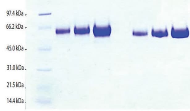 Kininogen,LMW from human plasma &#8805;95% (SDS-PAGE)