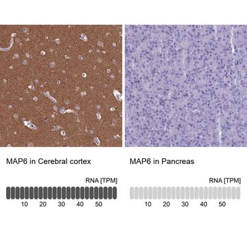 Anti-MAP6 antibody produced in rabbit Prestige Antibodies&#174; Powered by Atlas Antibodies, affinity isolated antibody, buffered aqueous glycerol solution