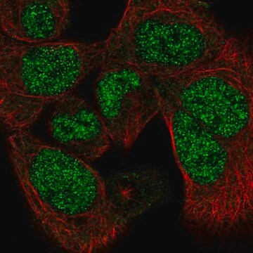 Anti-PAPLN antibody produced in rabbit Prestige Antibodies&#174; Powered by Atlas Antibodies, affinity isolated antibody