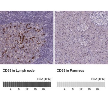 Anti-CD38 antibody produced in rabbit Prestige Antibodies&#174; Powered by Atlas Antibodies, affinity isolated antibody, buffered aqueous glycerol solution