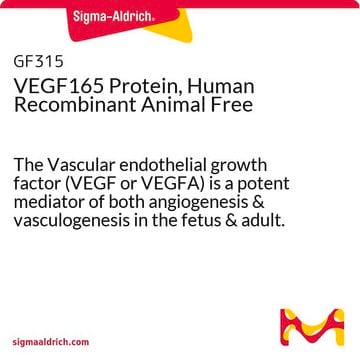 VEGF165- Protein, human, rekombinant, tierfrei The Vascular endothelial growth factor (VEGF or VEGFA) is a potent mediator of both angiogenesis &amp; vasculogenesis in the fetus &amp; adult. Manufactured using all non-animal reagents.