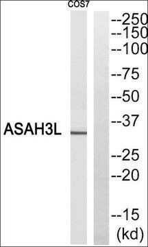 Anti-ASAH3L antibody produced in rabbit affinity isolated antibody