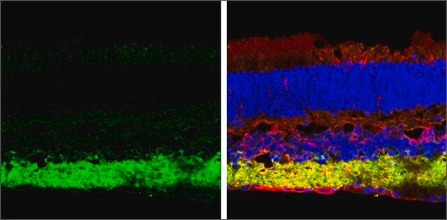 Anti-SLC32A1 (N-terminal) antibody produced in rabbit affinity isolated antibody, buffered aqueous solution