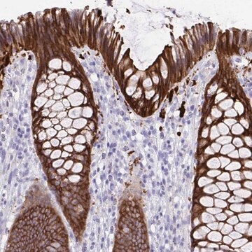 Anti-SEC14L3 antibody produced in rabbit Prestige Antibodies&#174; Powered by Atlas Antibodies, affinity isolated antibody, buffered aqueous glycerol solution