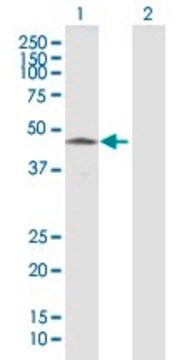 Anti-HTRA4 antibody produced in mouse purified immunoglobulin, buffered aqueous solution