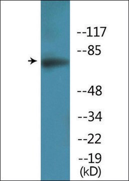 Anti-phospho-Artemis (pSer516) antibody produced in rabbit affinity isolated antibody