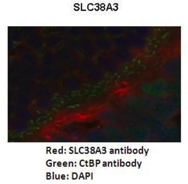 Anti-SLC38A3 antibody produced in rabbit affinity isolated antibody