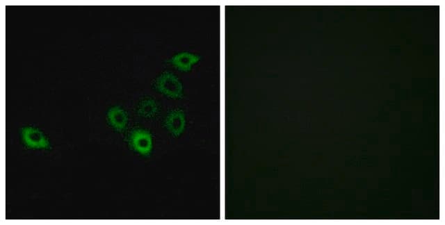 Anti-OR51S1 antibody produced in rabbit affinity isolated antibody