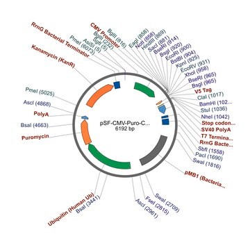 PSF-CMV-PURO-COOH-V5 - C-TERMINAL V5 TAG MAMMALIAN PLASMID plasmid vector for molecular cloning