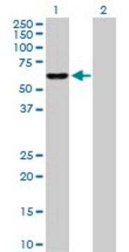 Anti-IDH3B antibody produced in rabbit purified immunoglobulin, buffered aqueous solution