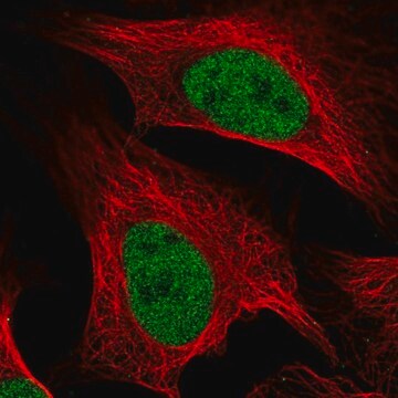 Anti-MCM5 antibody produced in rabbit Prestige Antibodies&#174; Powered by Atlas Antibodies, affinity isolated antibody