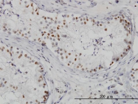 Monoclonal Anti-HDAC1 antibody produced in mouse clone 3E1, purified immunoglobulin, buffered aqueous solution