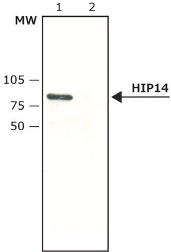 Anti-HIP14 antibody produced in rabbit affinity isolated antibody, buffered aqueous solution