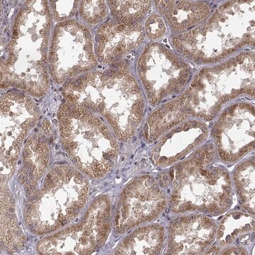 Anti-TRMU antibody produced in rabbit Prestige Antibodies&#174; Powered by Atlas Antibodies, affinity isolated antibody